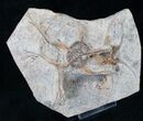 Double Ophiura Brittle Star Fossil With Crinoid - Morocco #13851-2